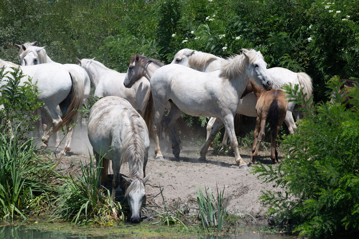 Chevaux de Camargue