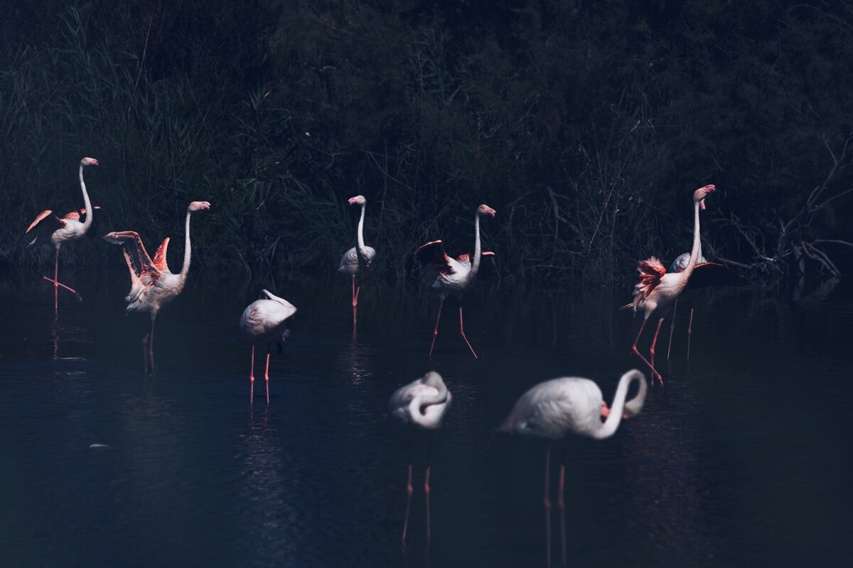 Flamants Roses